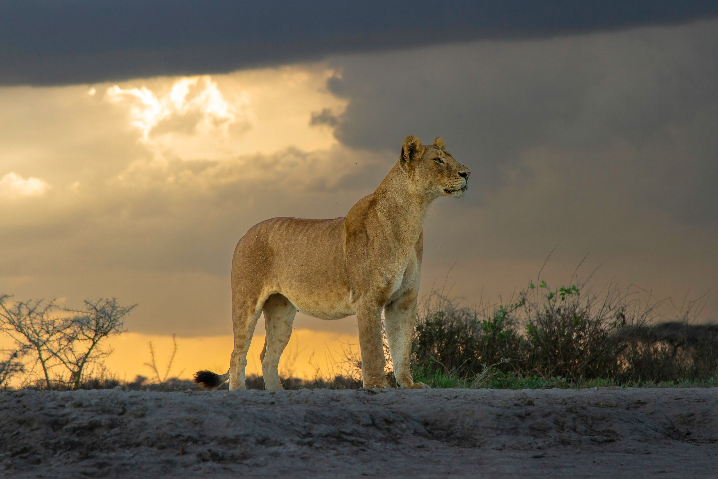 Wildlife Research Experience VIP